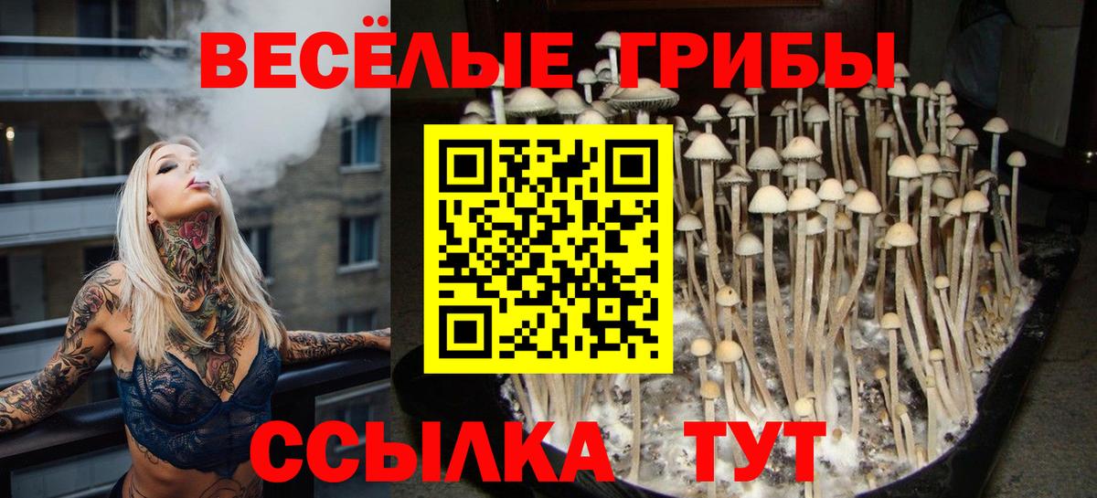 Галлюциногенные грибы Cubensis Мичуринск
